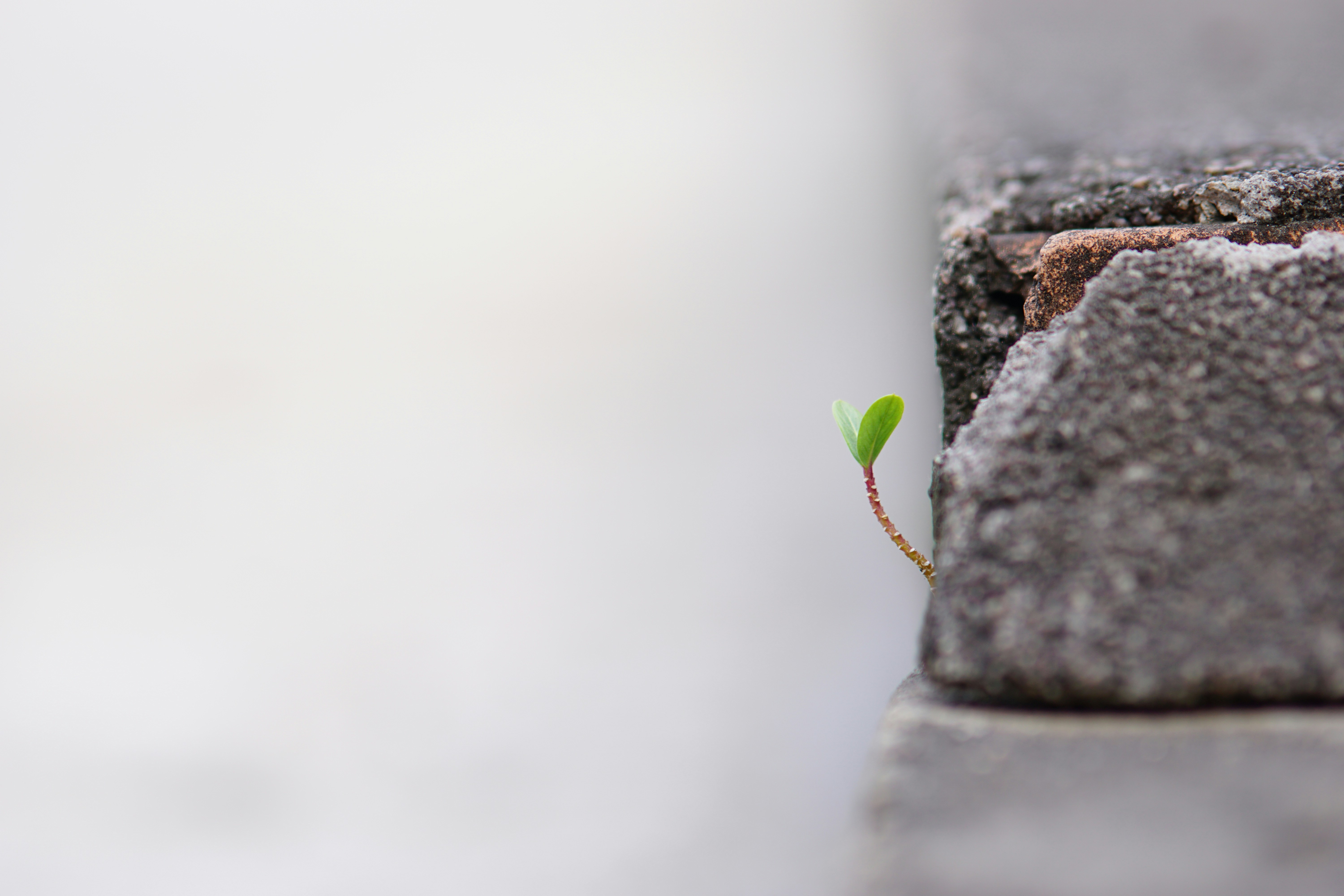 Small plant growing through a crack in concrete
