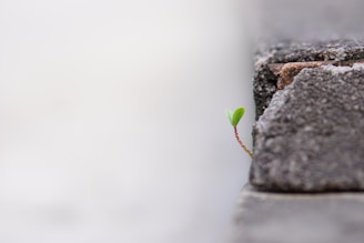 a small plant sprouting out of a crack in a concrete wall