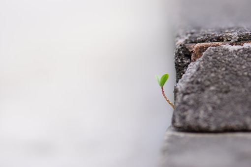 a small plant sprouting out of a crack in a concrete wall