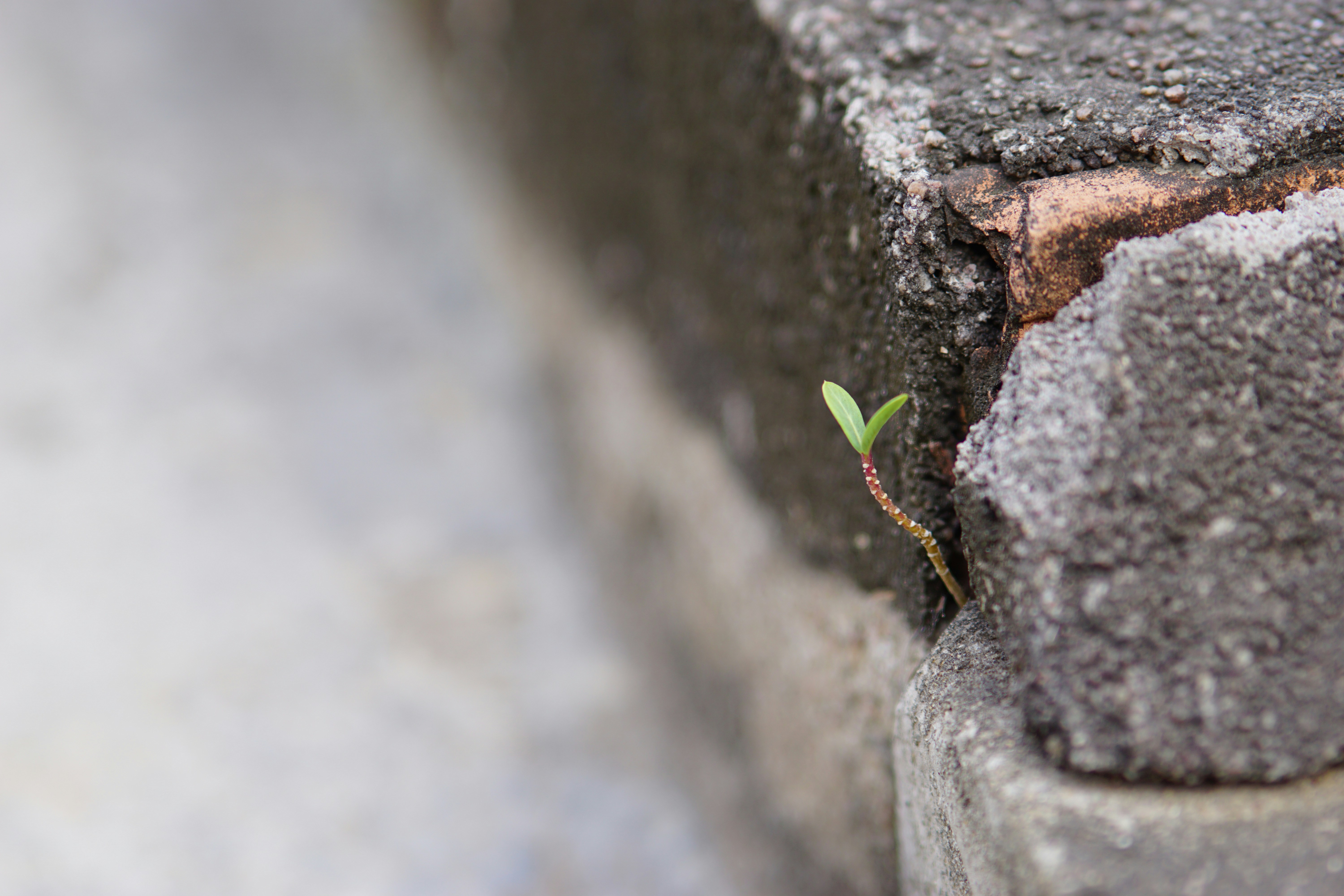 Small plant growing through concrete