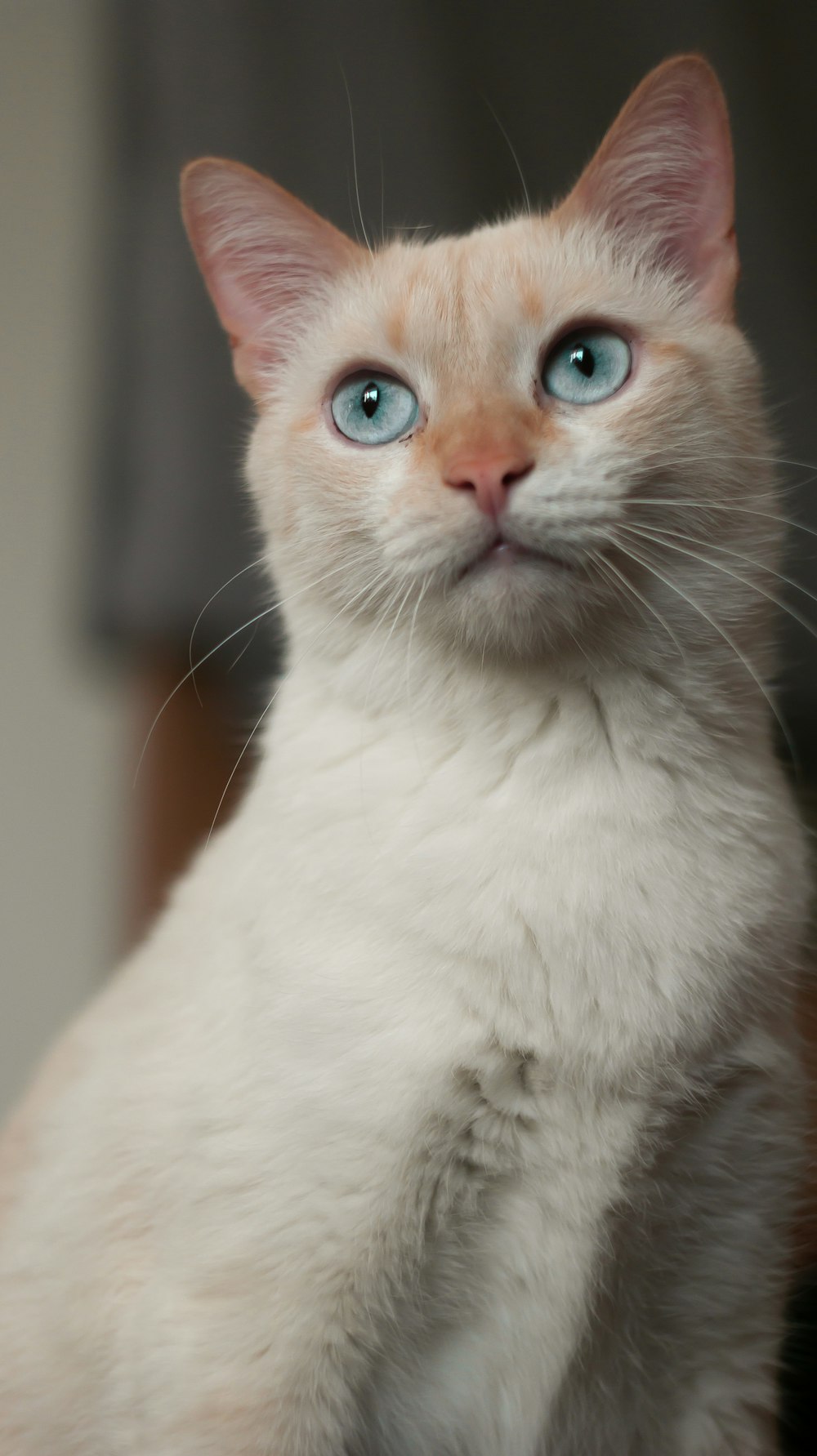 a close up of a cat with blue eyes