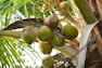 a bunch of coconuts hanging from a tree