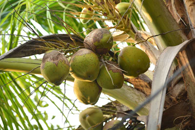 Coconut Plantation Nariyal Farming India — Kalpavriksha VCO Neera Encyclopedia
