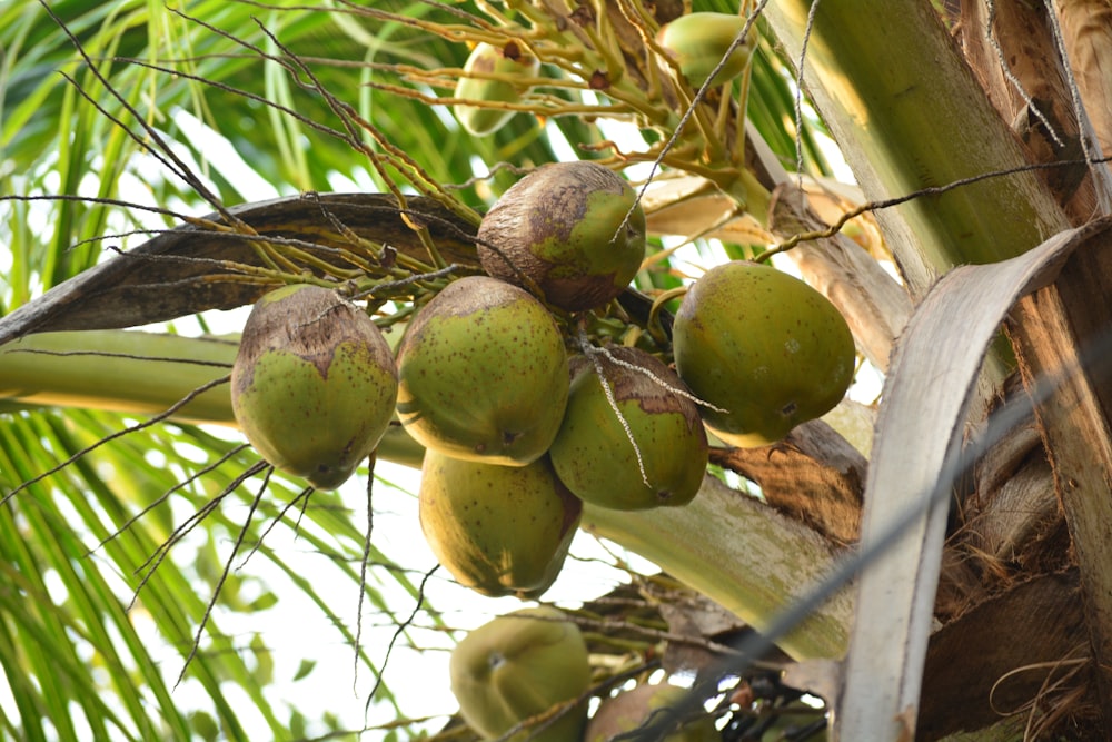 a bunch of coconuts hanging from a tree