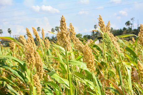 a field full of tall green grass under a blue sky