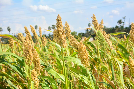 a field full of tall green grass under a blue sky