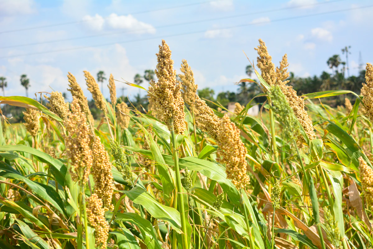 Quinoa Farming India — HP Uttarakhand Ladakh Highland Superfood Encyclopedia