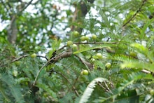 a tree filled with lots of green leaves