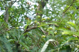 a tree filled with lots of green leaves
