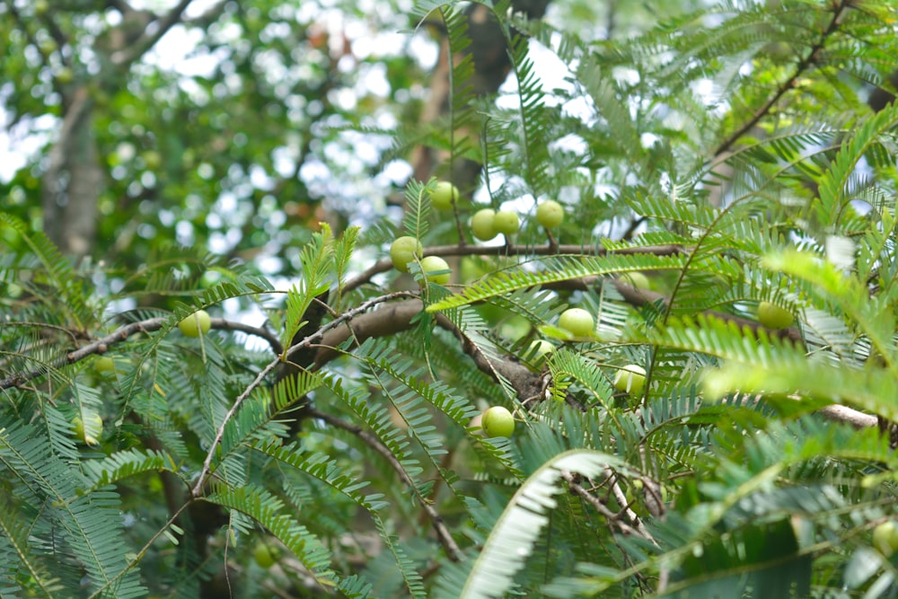 a tree filled with lots of green leaves