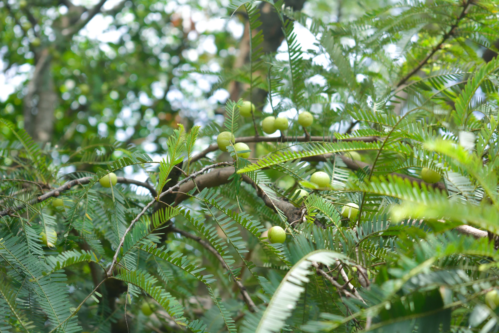 Fresh green Amla fruits hanging from an Indian Gooseberry tree branch