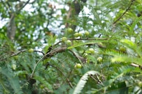 a tree filled with lots of green leaves