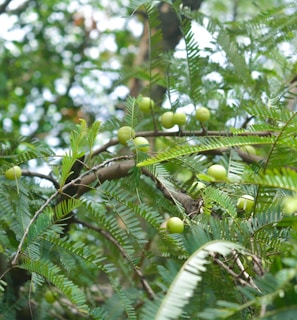 a tree filled with lots of green leaves