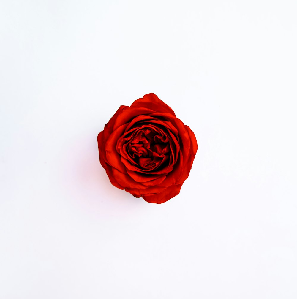 a single red rose on a white background