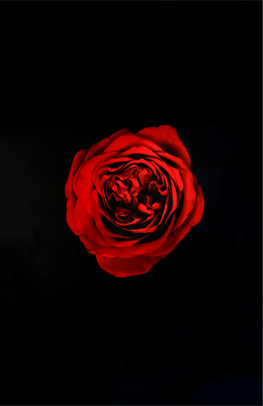 a single red rose on a black background