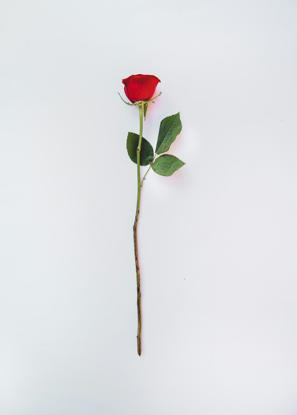 a single red rose on a white background