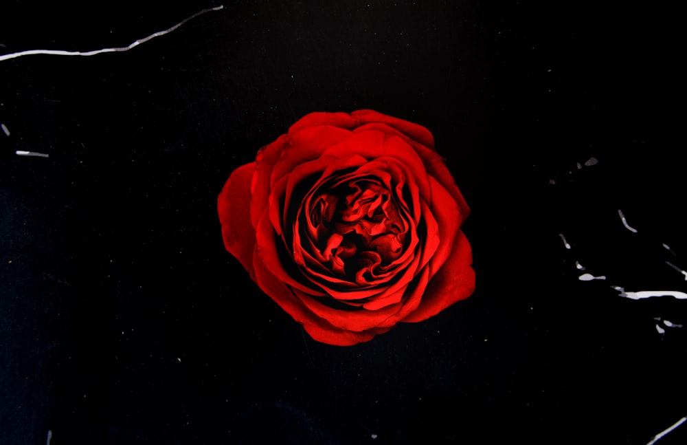 a single red rose on a black background