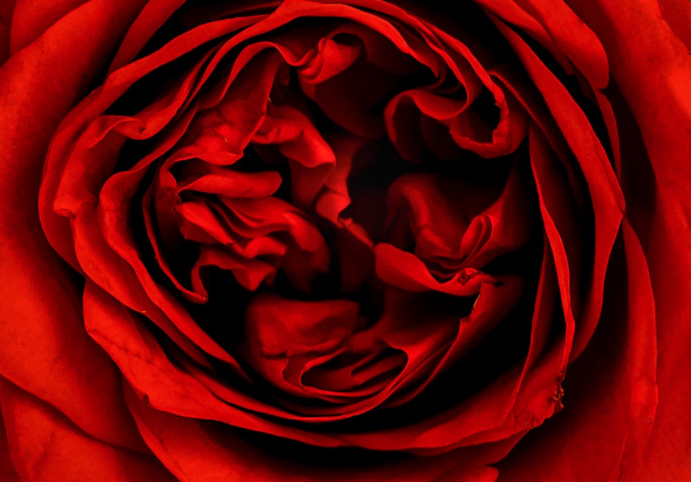 a close up of a red rose flower