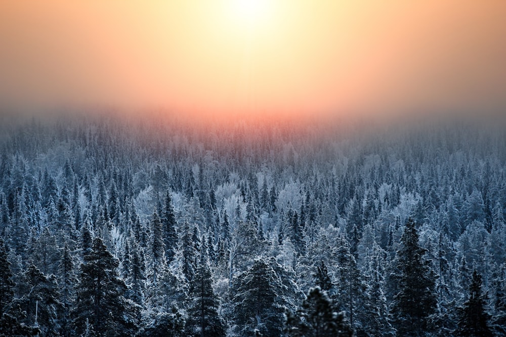the sun is setting over a snowy forest