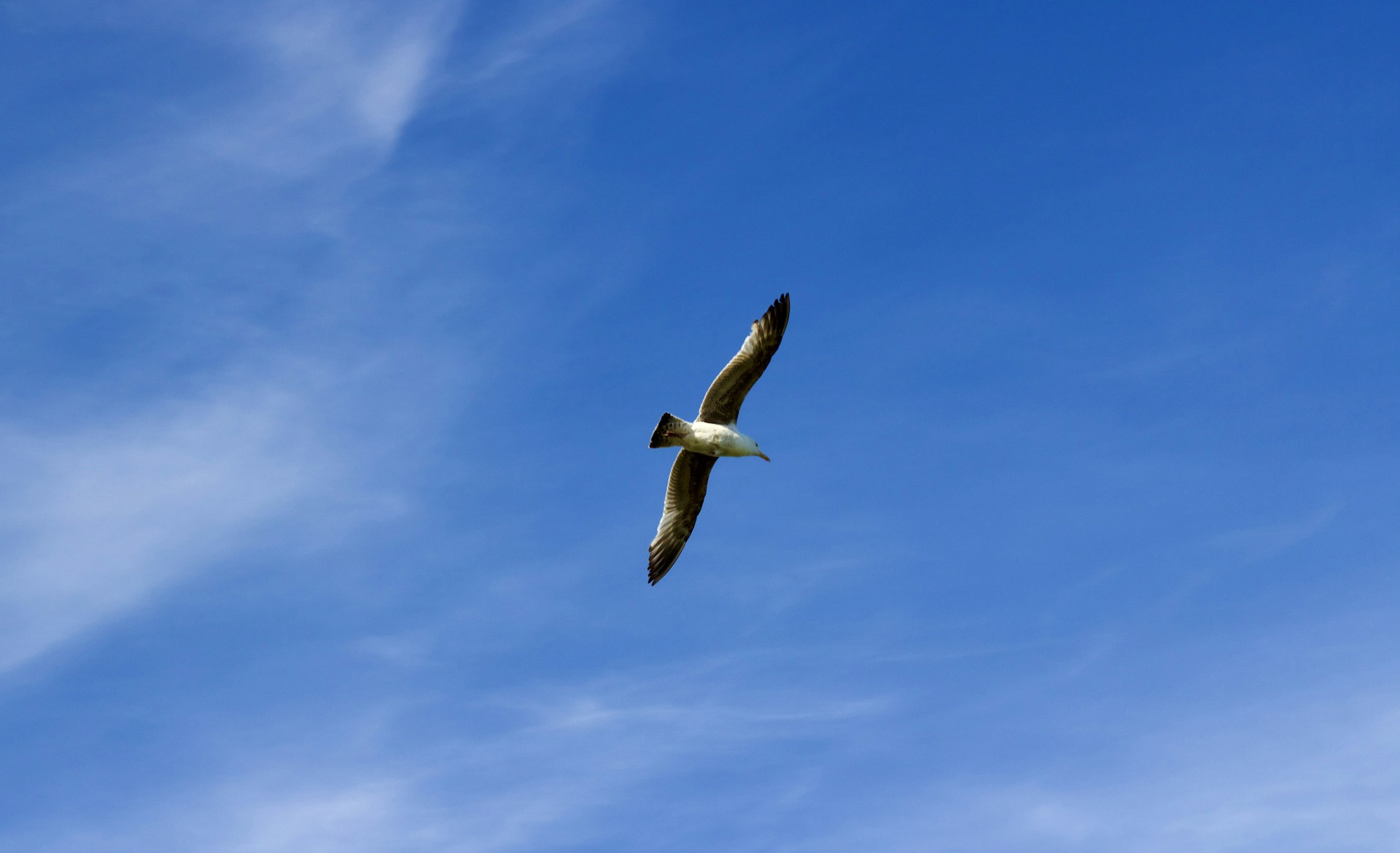 a seagull flying through a blue sky with clouds