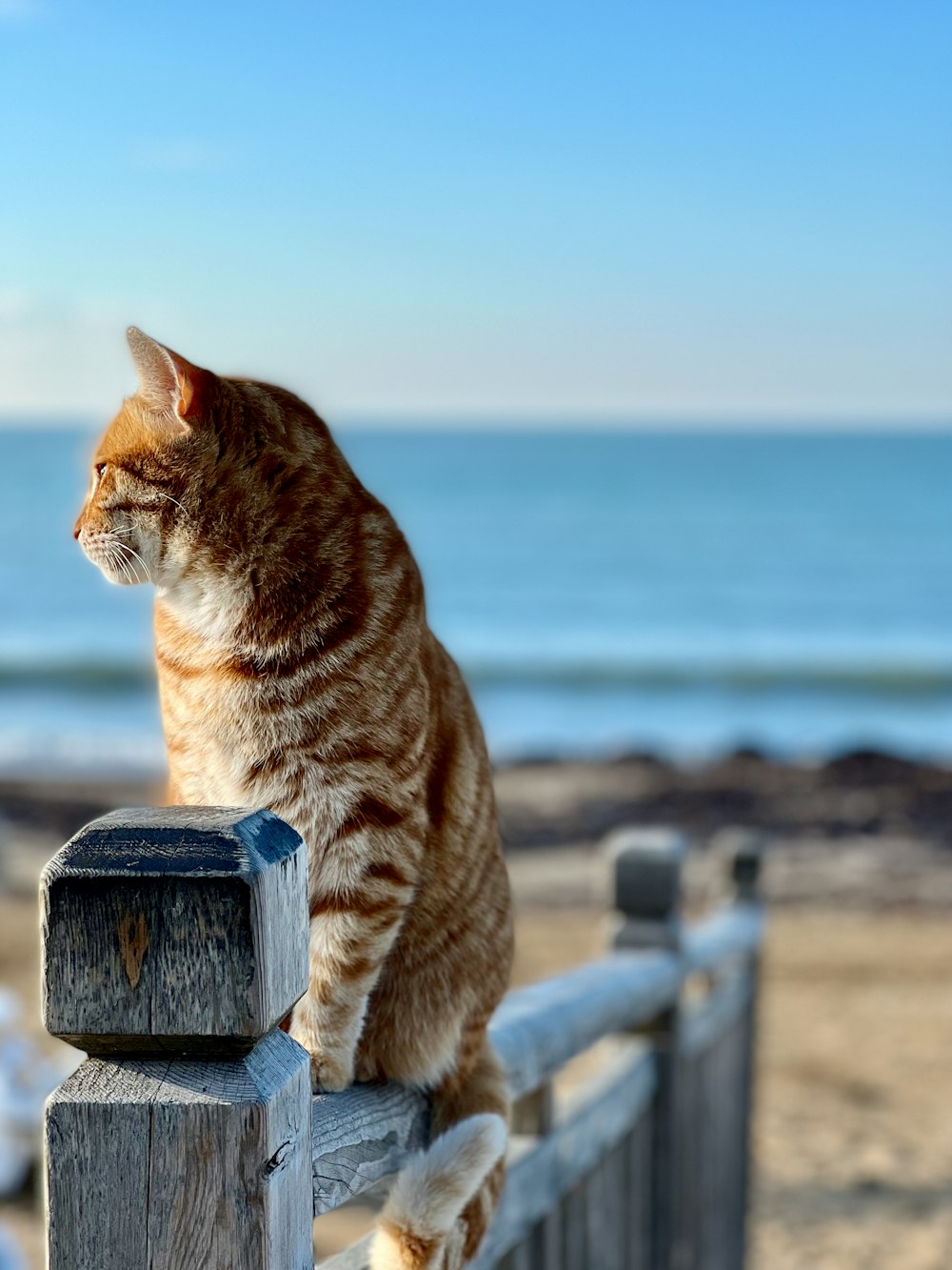 a cat sitting on top of a wooden fence