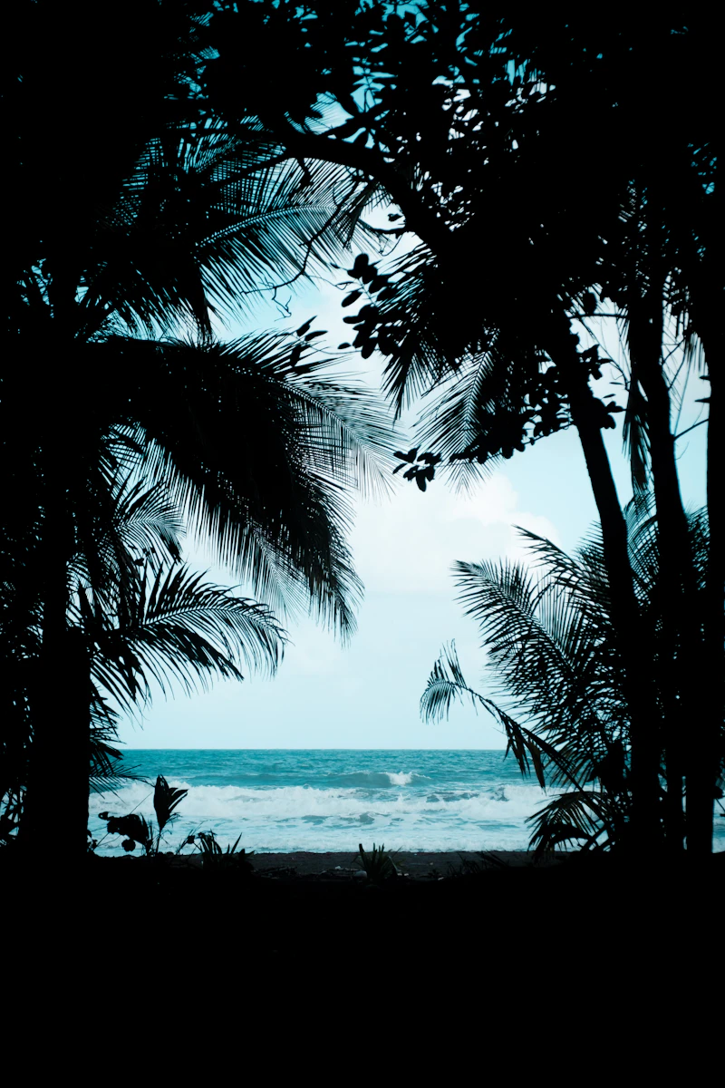 Ocean seen through rainforest trees in Manuel Antonio