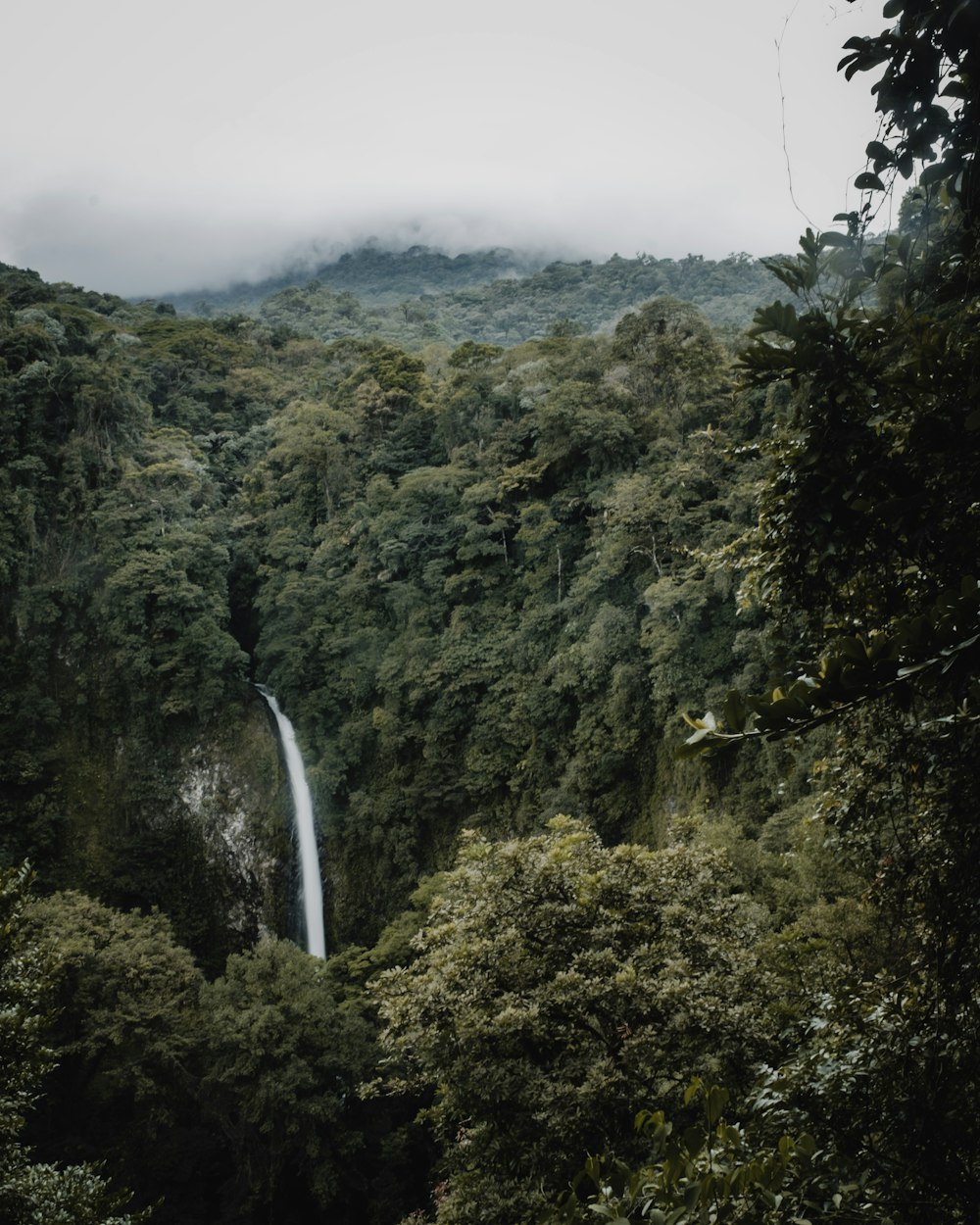 a waterfall in the middle of a forest