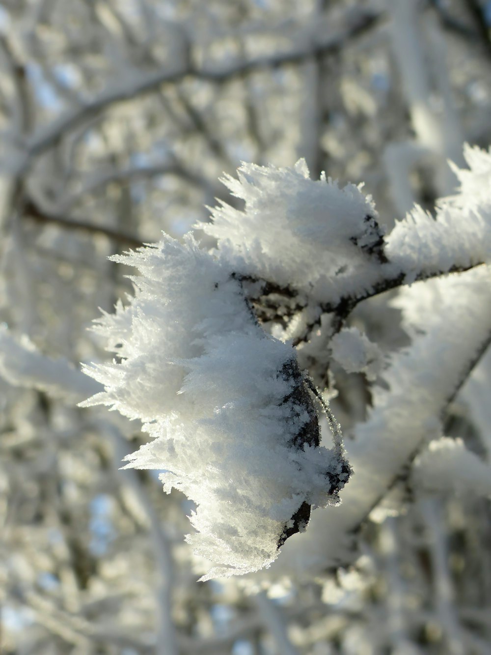 a close up of a tree with snow on it