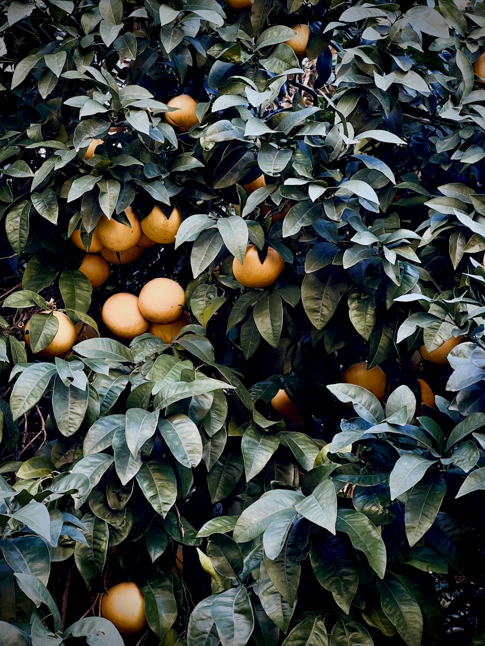 a tree filled with lots of ripe oranges