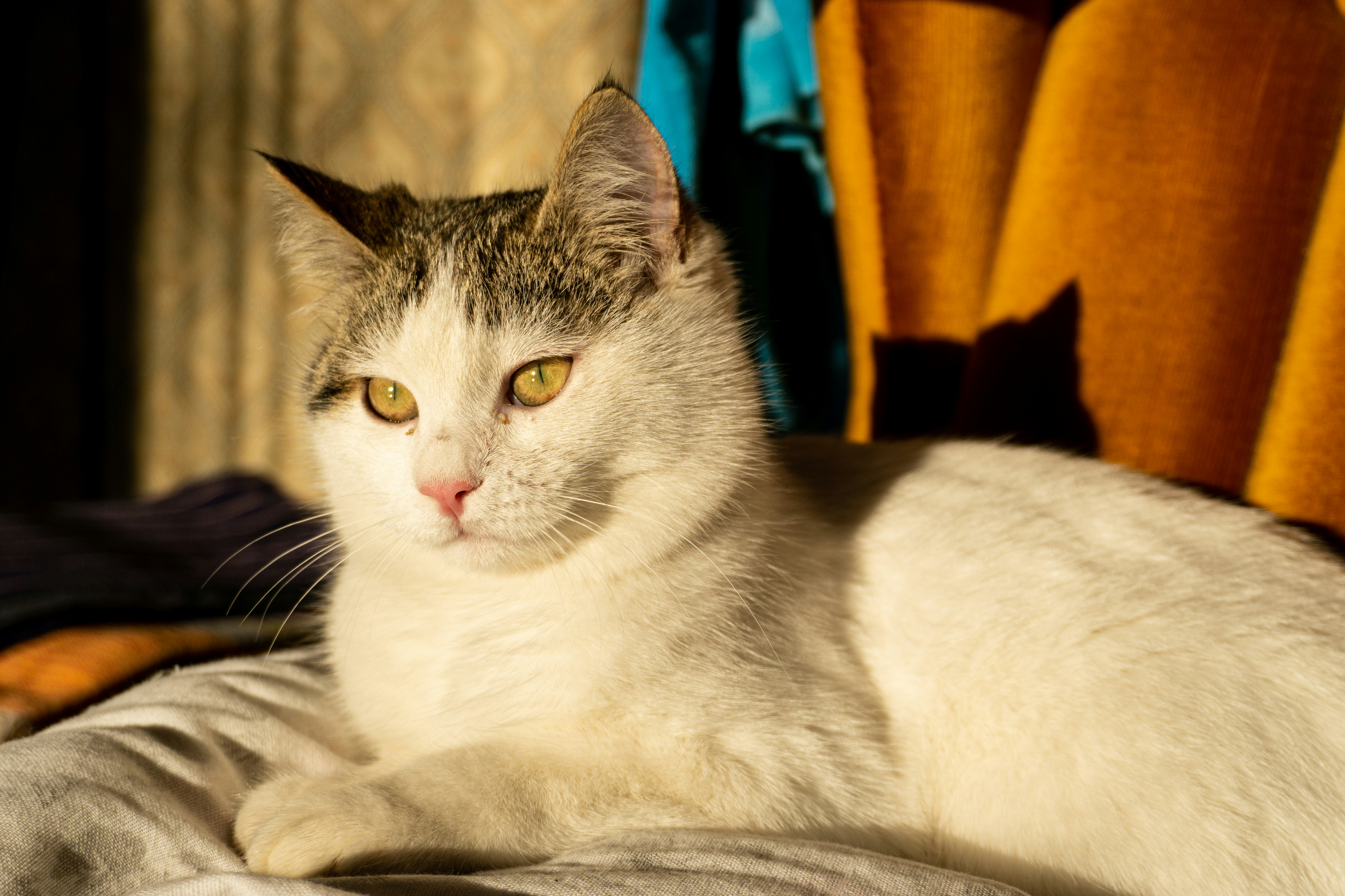 Warm Sunbeams: The Ultimate Cat Magnet (image credits: unsplash)