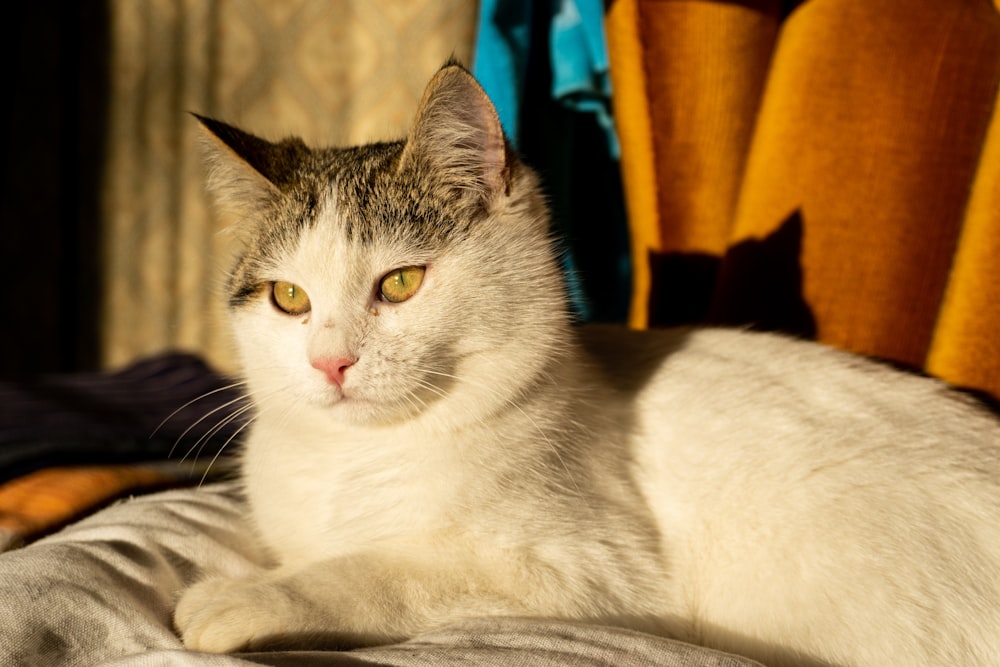 a white cat laying on top of a bed