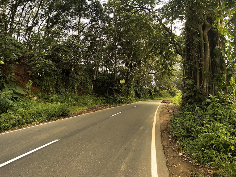 an empty road surrounded by lush green trees