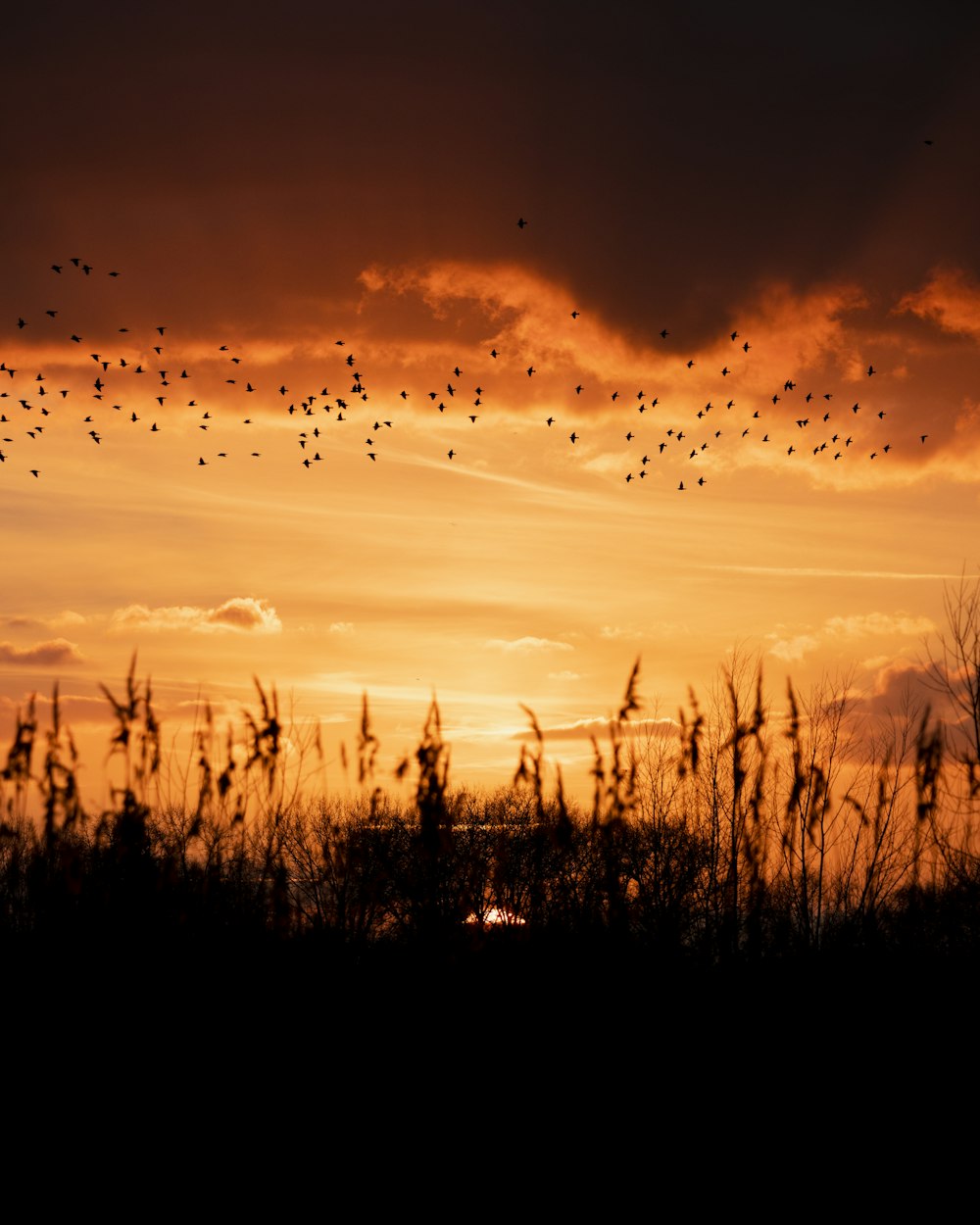 a flock of birds flying over a field at sunset