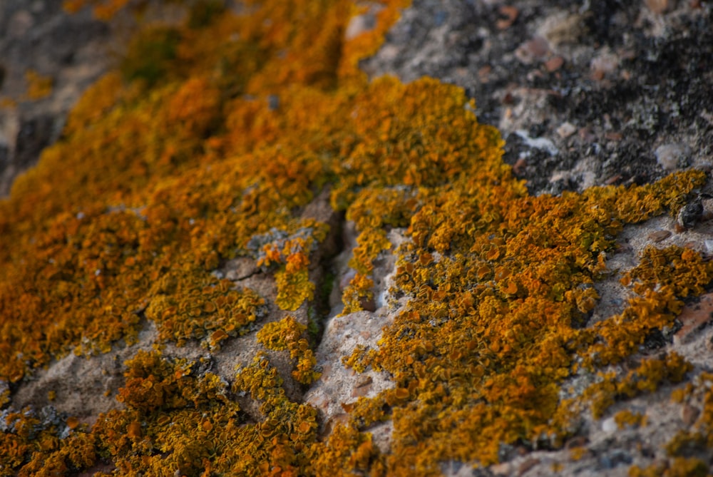 a close up of moss growing on a rock