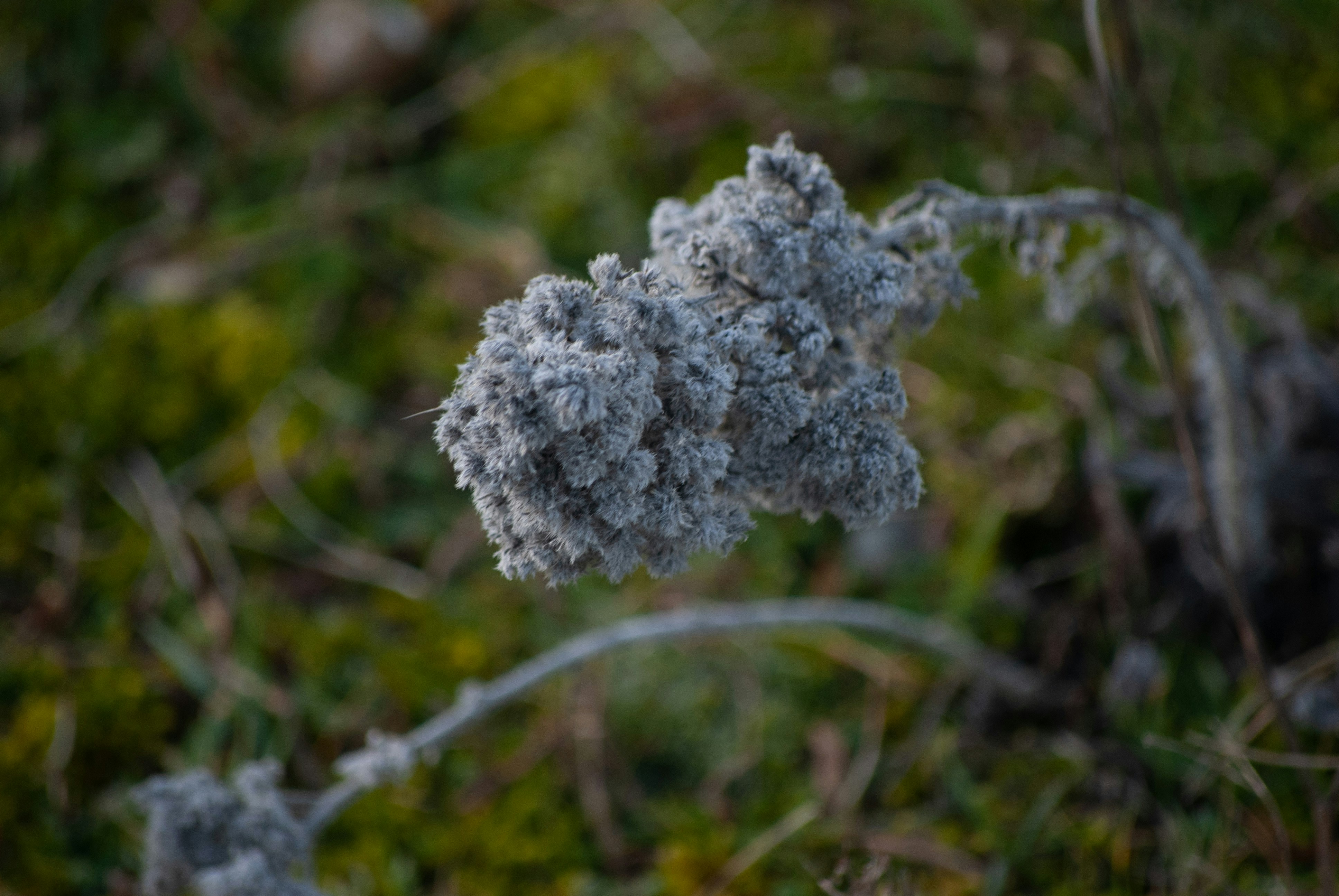 a close up of a plant with frost on it
