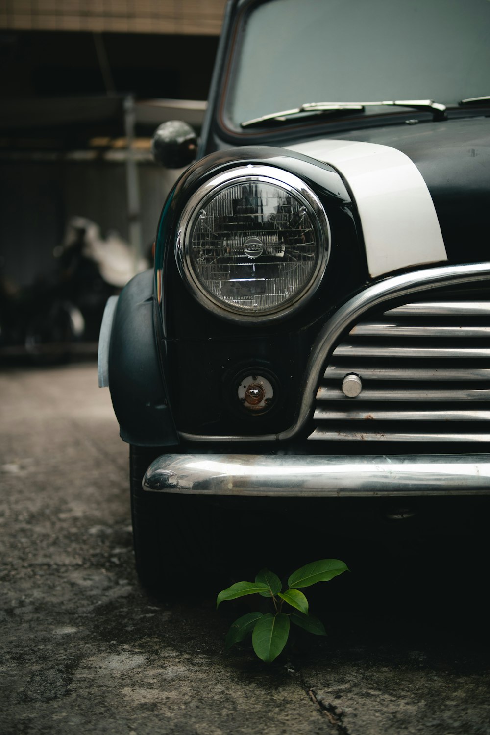 an old black and white car with a plant growing out of it