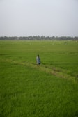 a person walking through a field of green grass