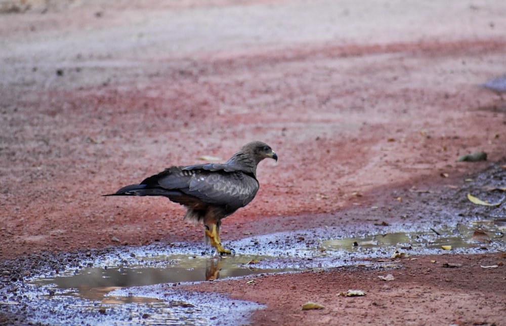 a bird is standing in a puddle of water