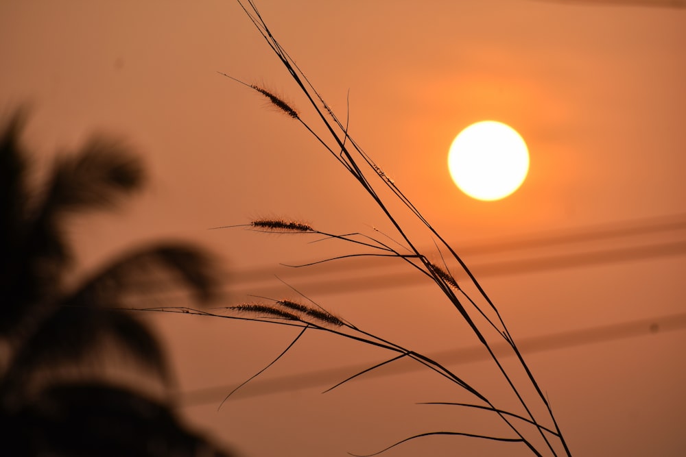 the sun is setting behind some tall grass