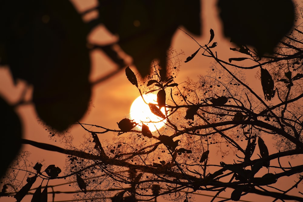 the sun is shining through the branches of a tree