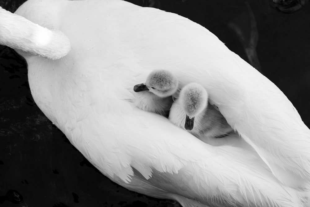 Eine Schwanenmutter und ihre beiden Babys auf einem Schwarz-Weiß-Foto