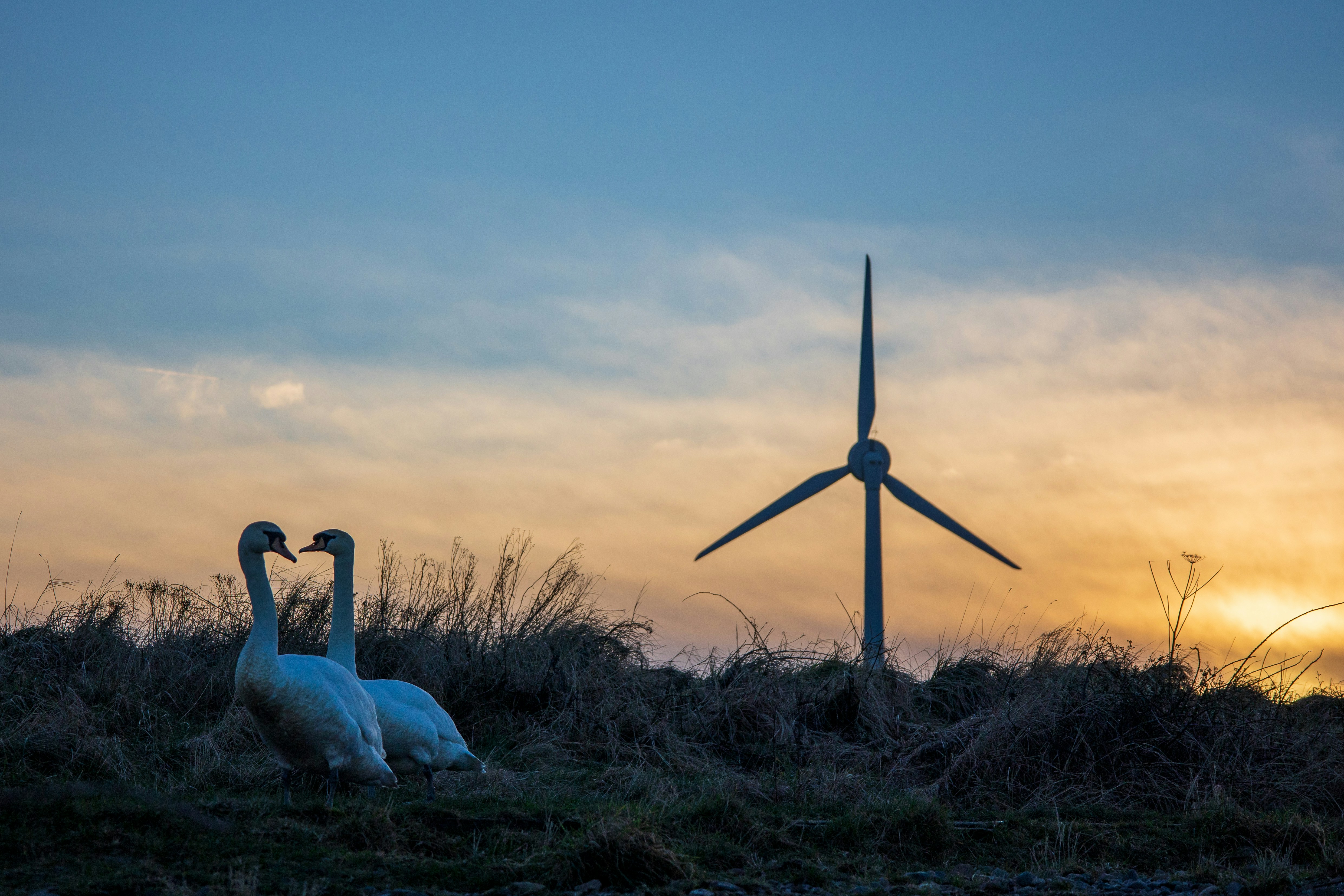 a couple of swans standing next to a wind turbine