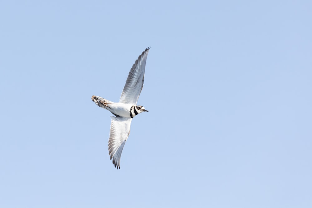 a white bird flying through a blue sky