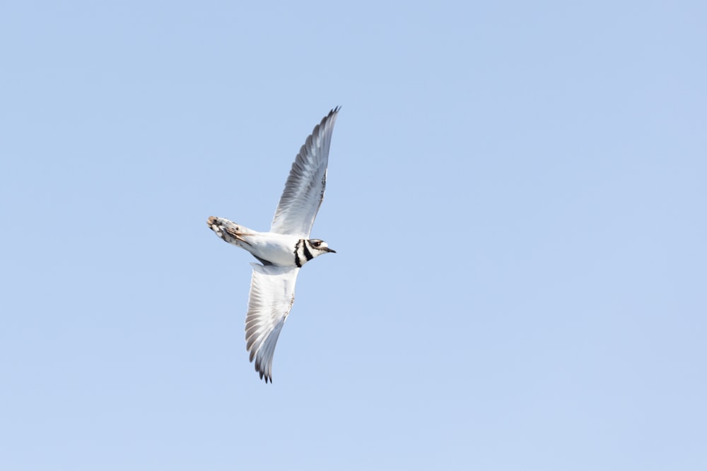 Un uccello bianco che vola attraverso un cielo blu