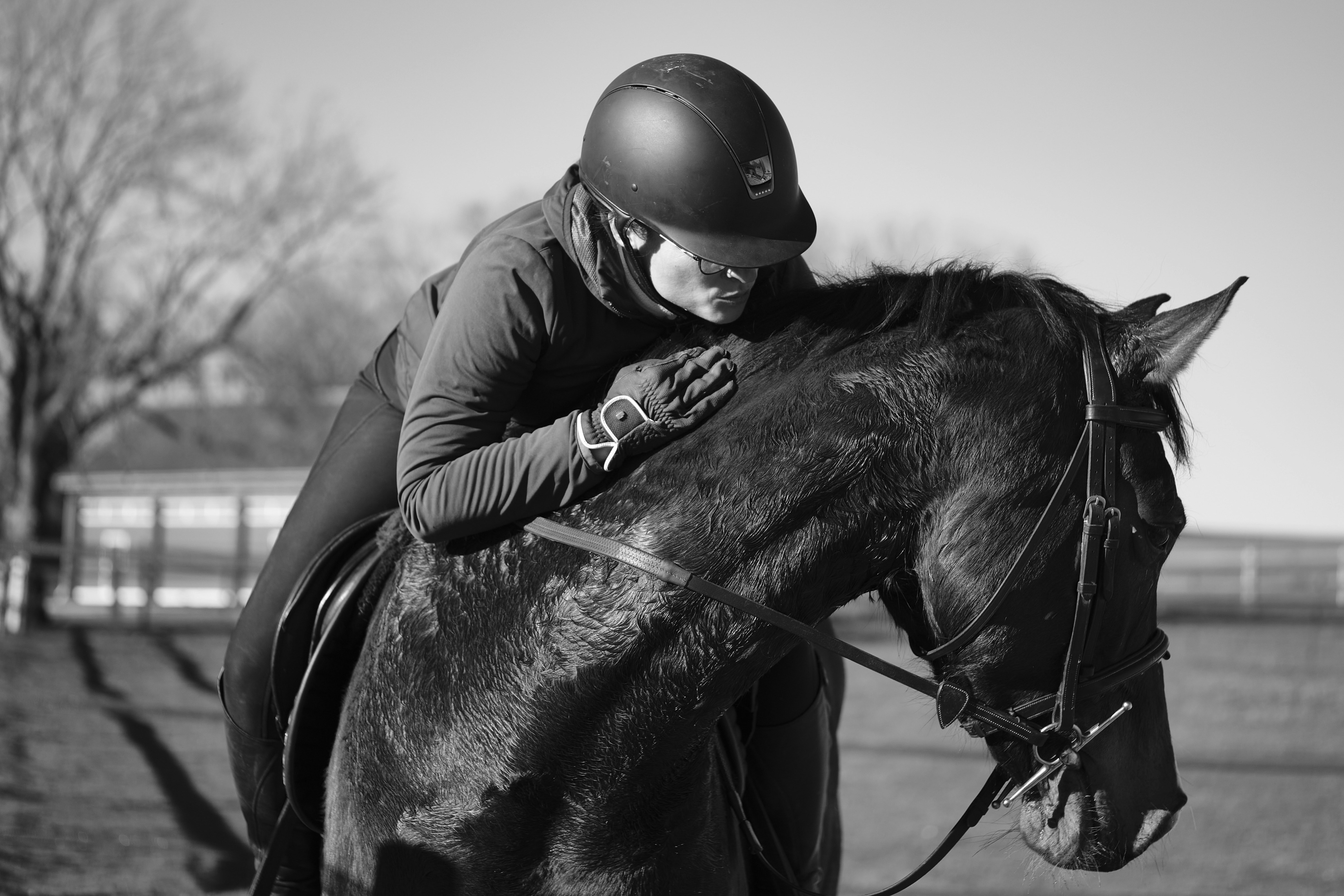 Cultural Differences in Horse-Human Emotional Communication (image credits: unsplash)