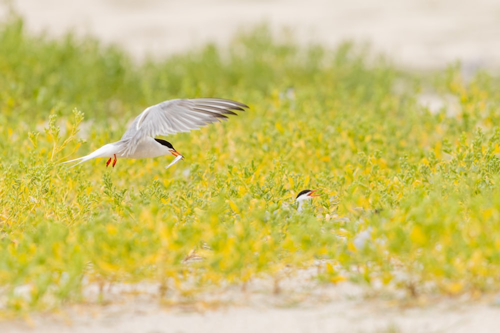 a white bird flying over a lush green field