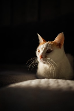 A calm minimalist illustration of a cat with soft orange and turquoise accents.