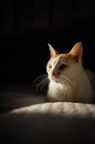 A serene cat resting on a soft blanket with subtle orange and turquoise accents in the background.