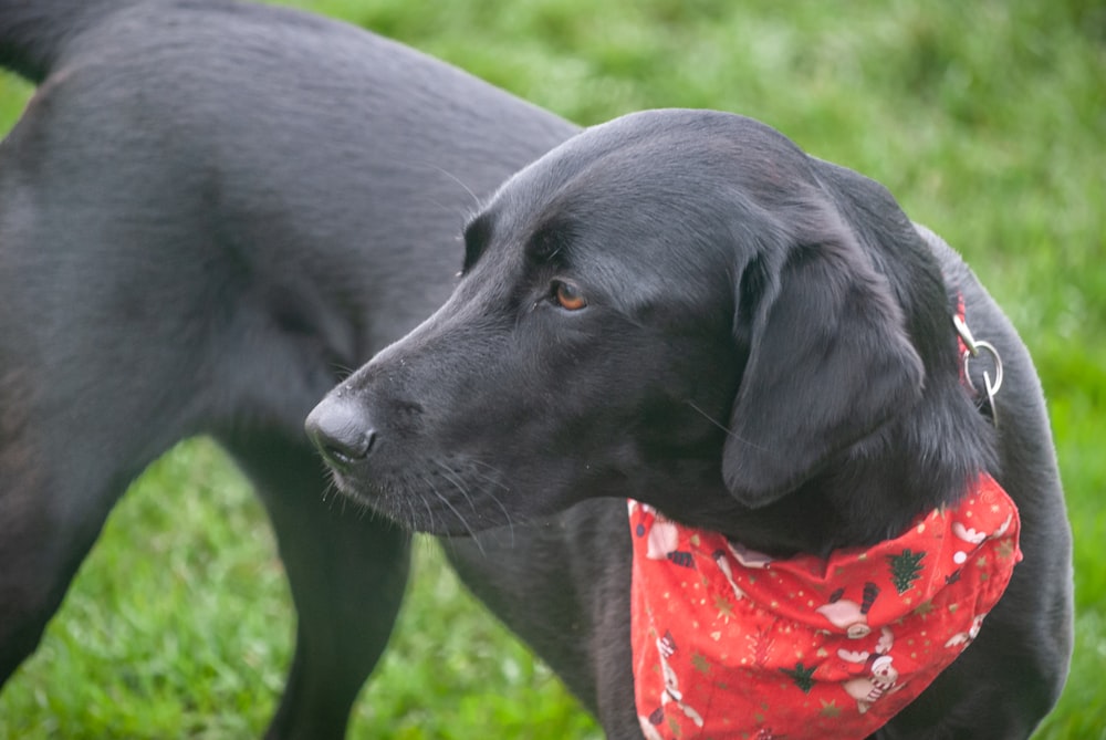 a black dog wearing a red bandana
