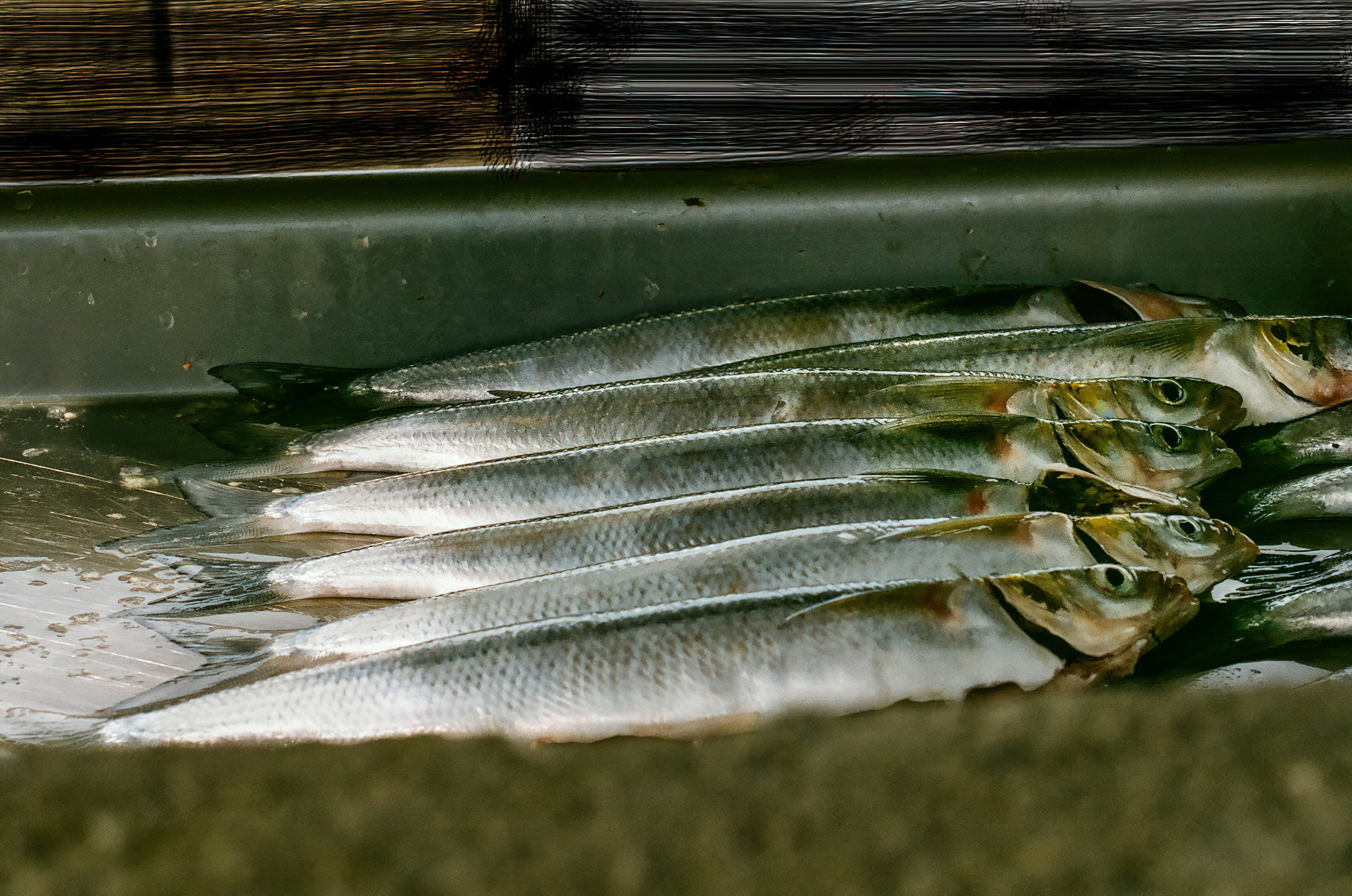 Fish in shop.</p><p dir=